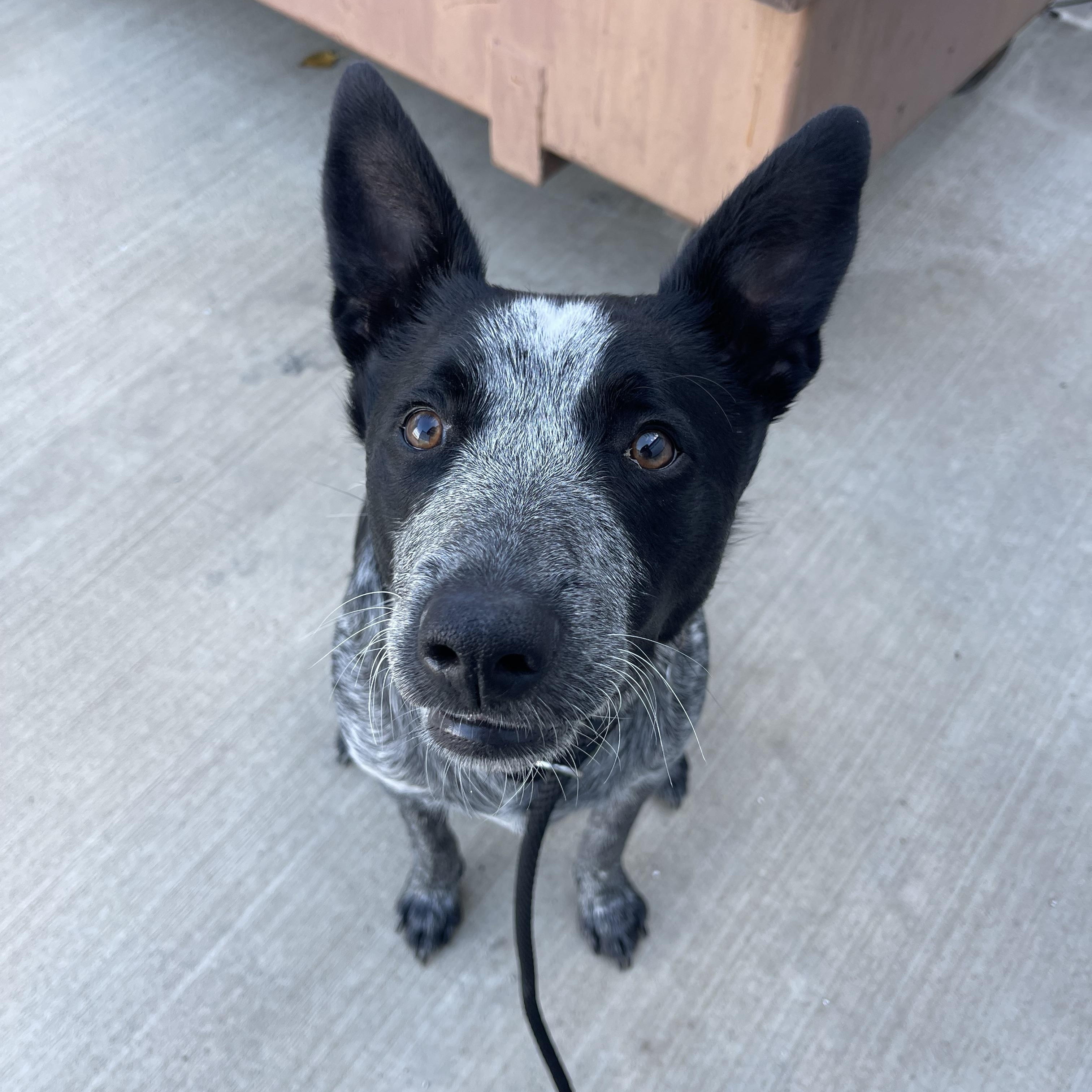 Boomer, an adoptable Australian Cattle Dog / Blue Heeler in Prineville, OR, 97754 | Photo Image 1