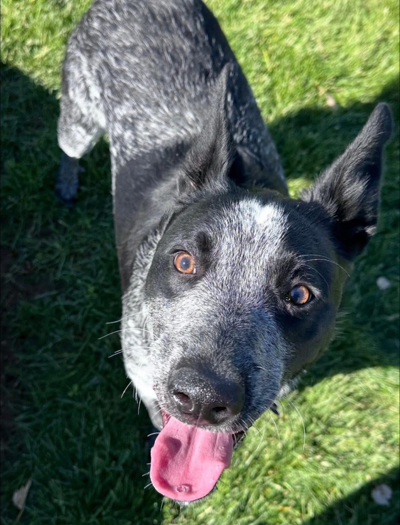 Boomer, a Adoptable Australian Cattle Dog / Blue Heeler in Prineville, OR image 4/6