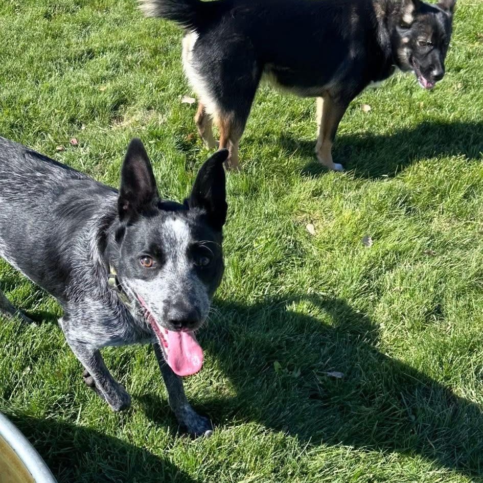 Boomer, a Adoptable Australian Cattle Dog / Blue Heeler in Prineville, OR image 6/6