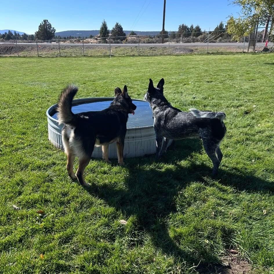 Boomer, a Adoptable Australian Cattle Dog / Blue Heeler in Prineville, OR image 3/6