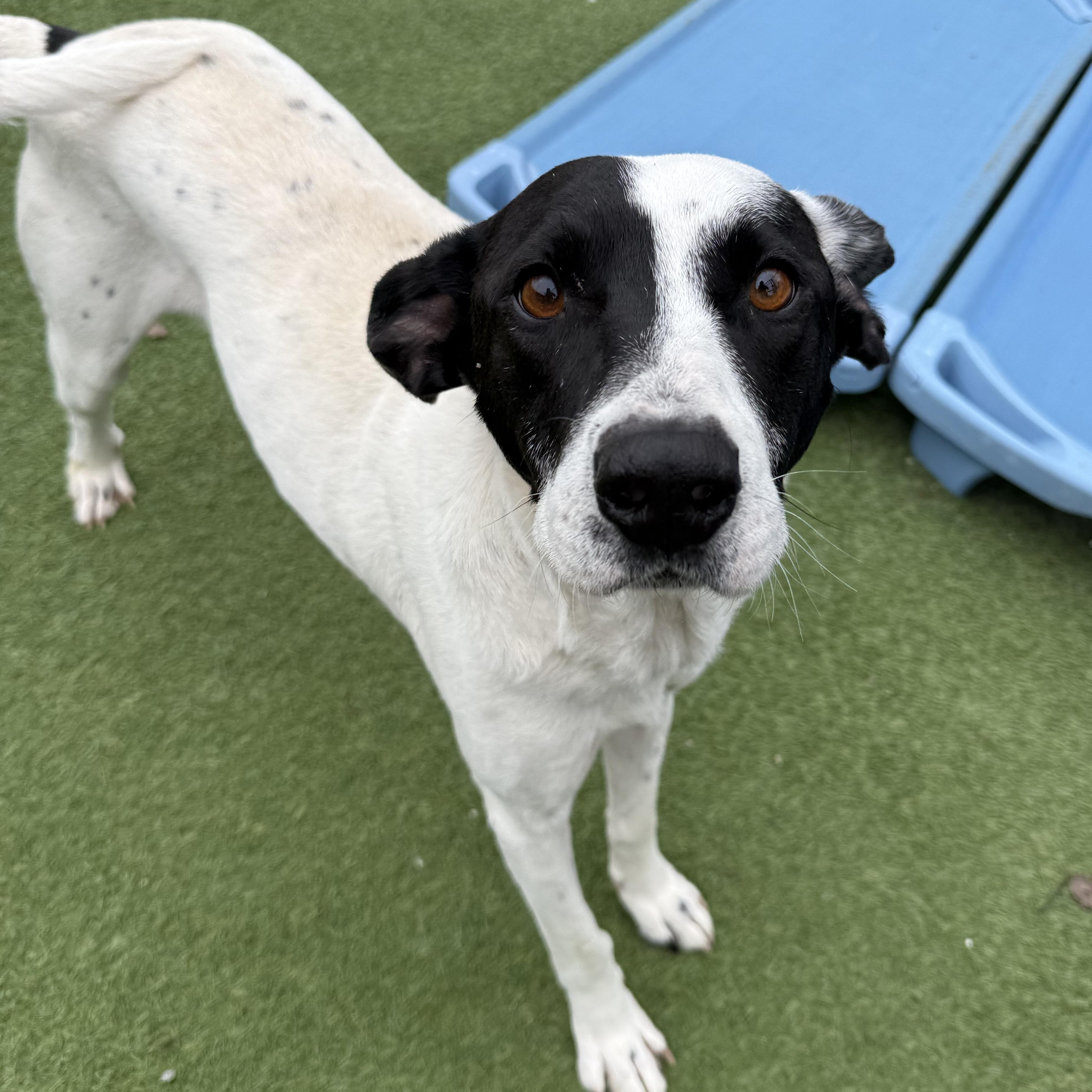 Wiley, a Adoptable Mixed Breed in Groton, CT image 2/5