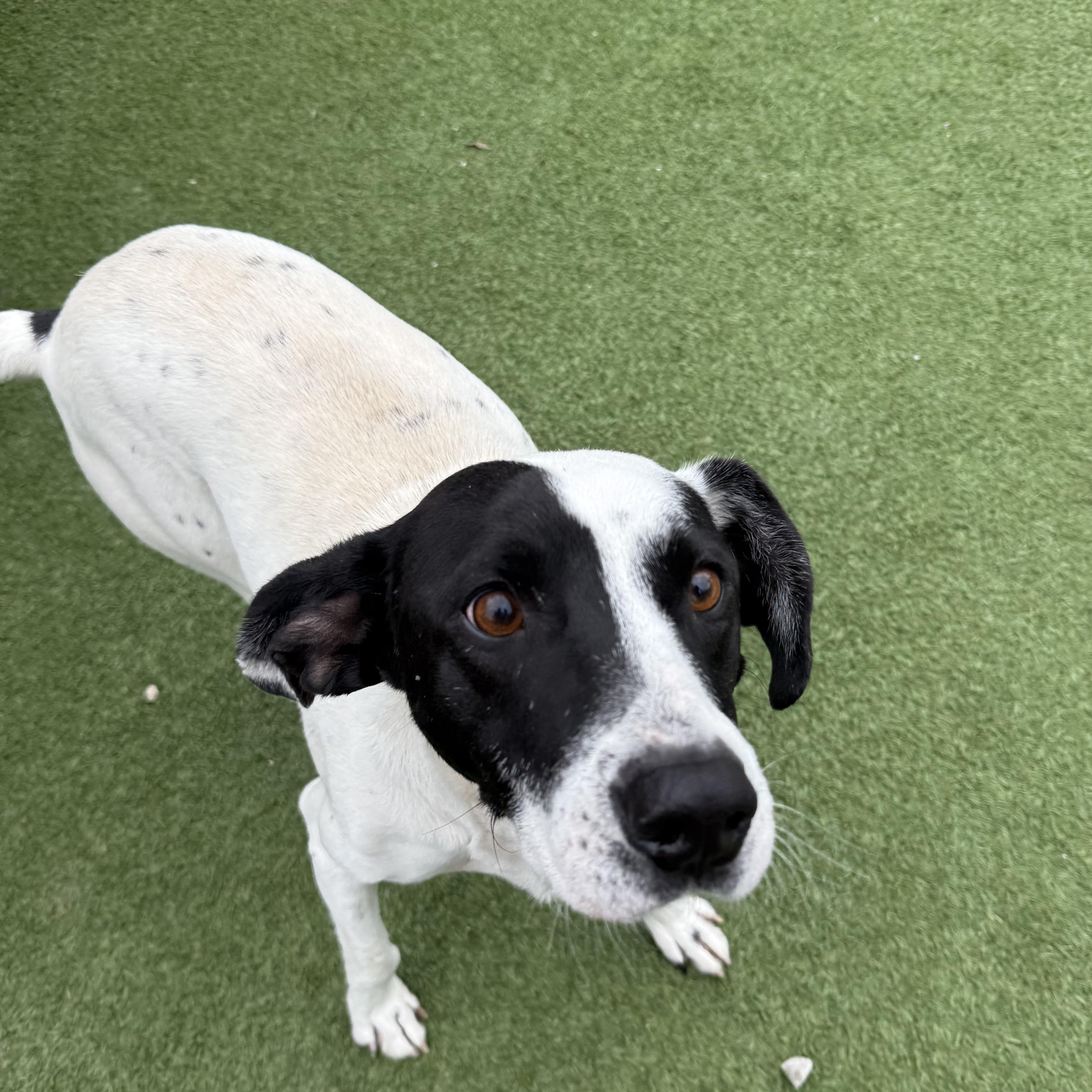 Wiley, a Adoptable Mixed Breed in Groton, CT image 3/5