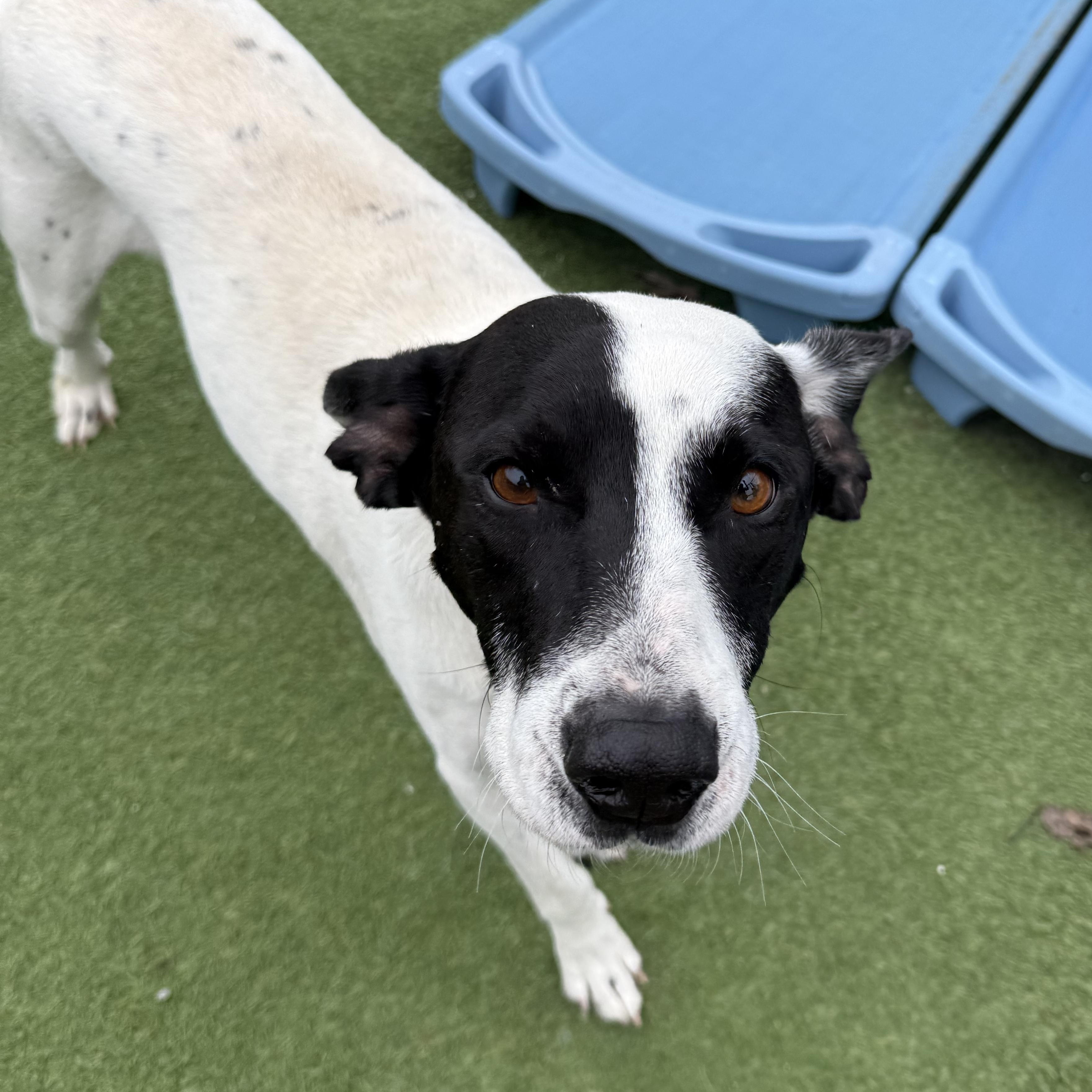 Wiley, a Adoptable Mixed Breed in Groton, CT image 5/5