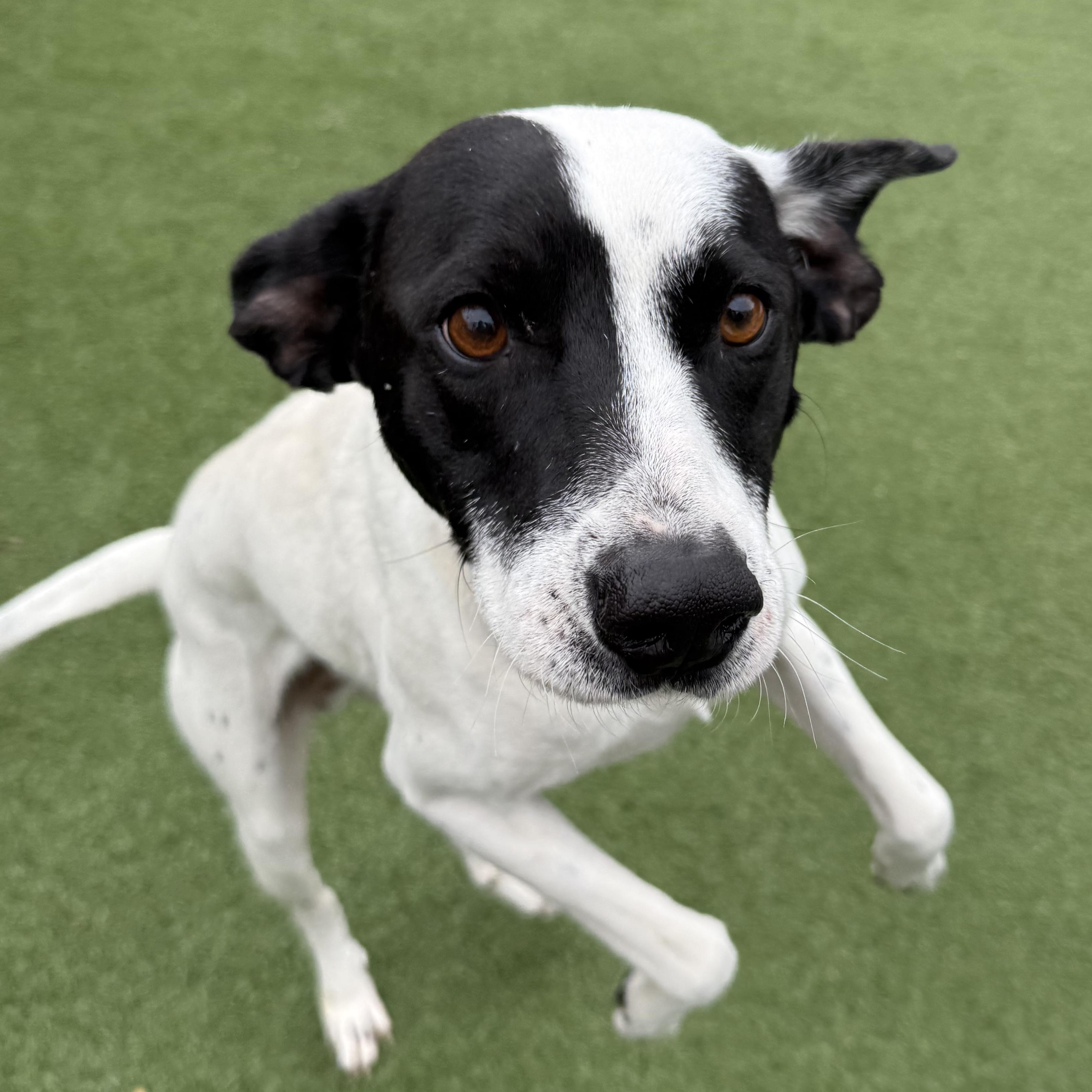 Wiley, a Adoptable Mixed Breed in Groton, CT image 4/5