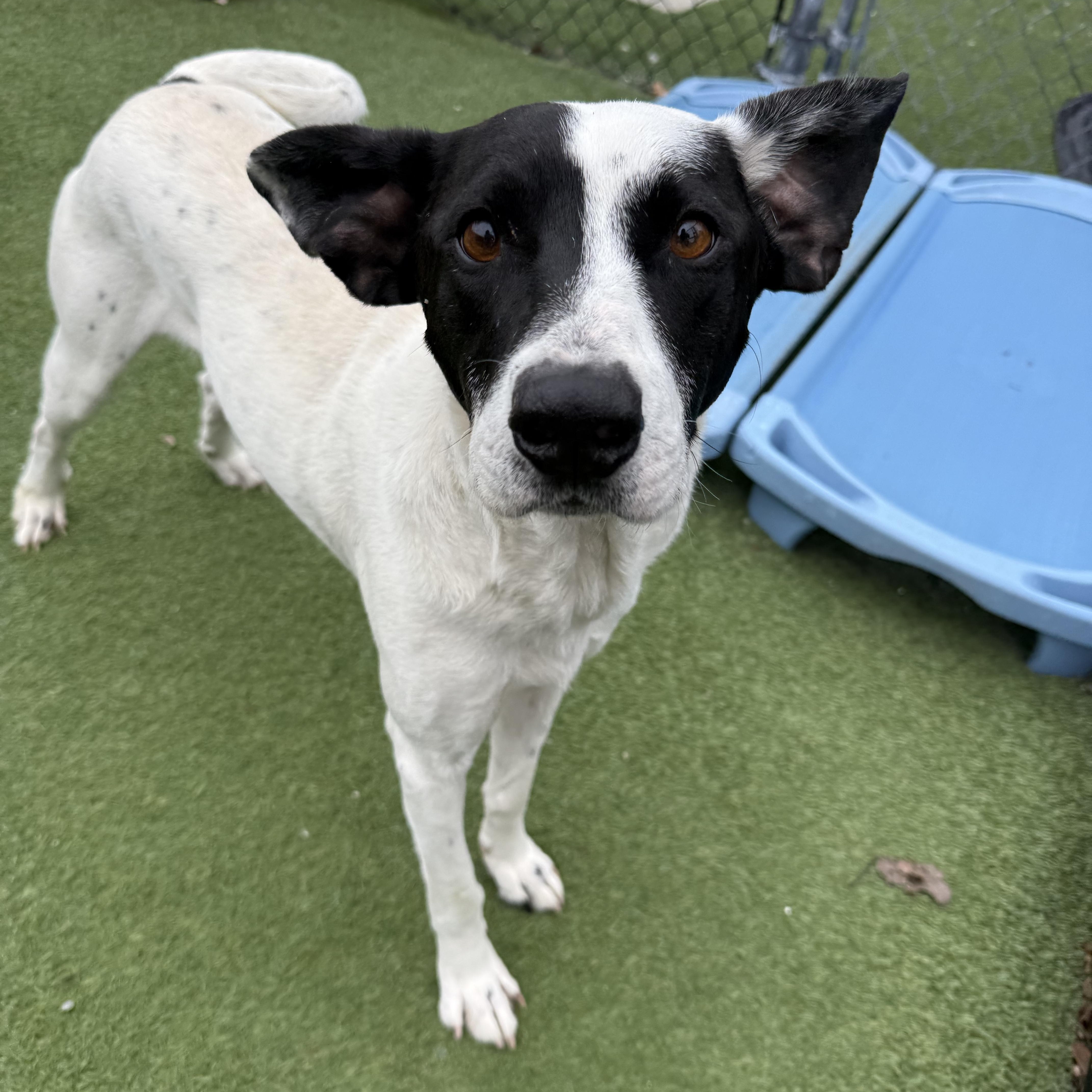 Wiley, a Adoptable Mixed Breed in Groton, CT image 1/5