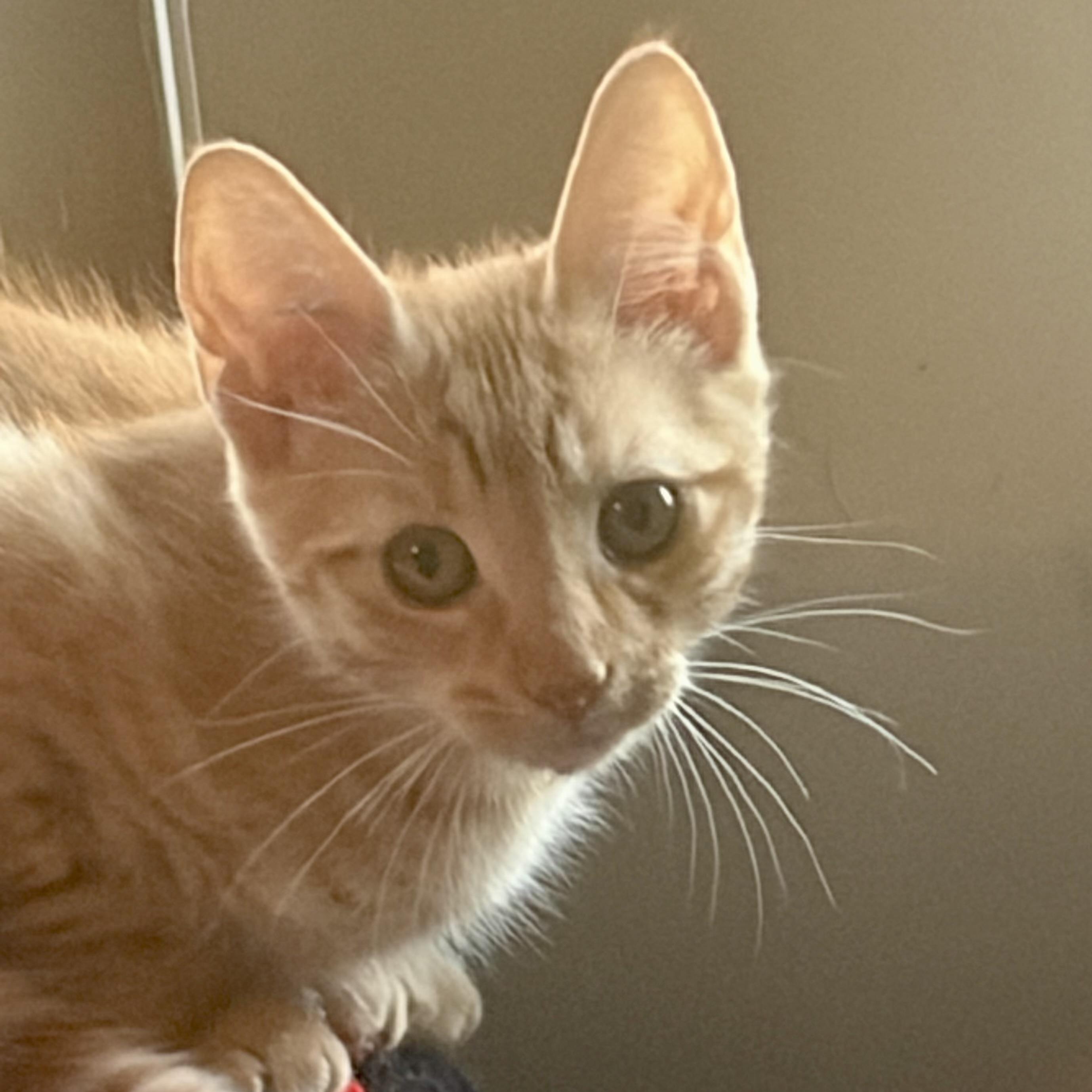 Enlarge Rip, an adopted mixed breed in East Amherst, NY image 2/5