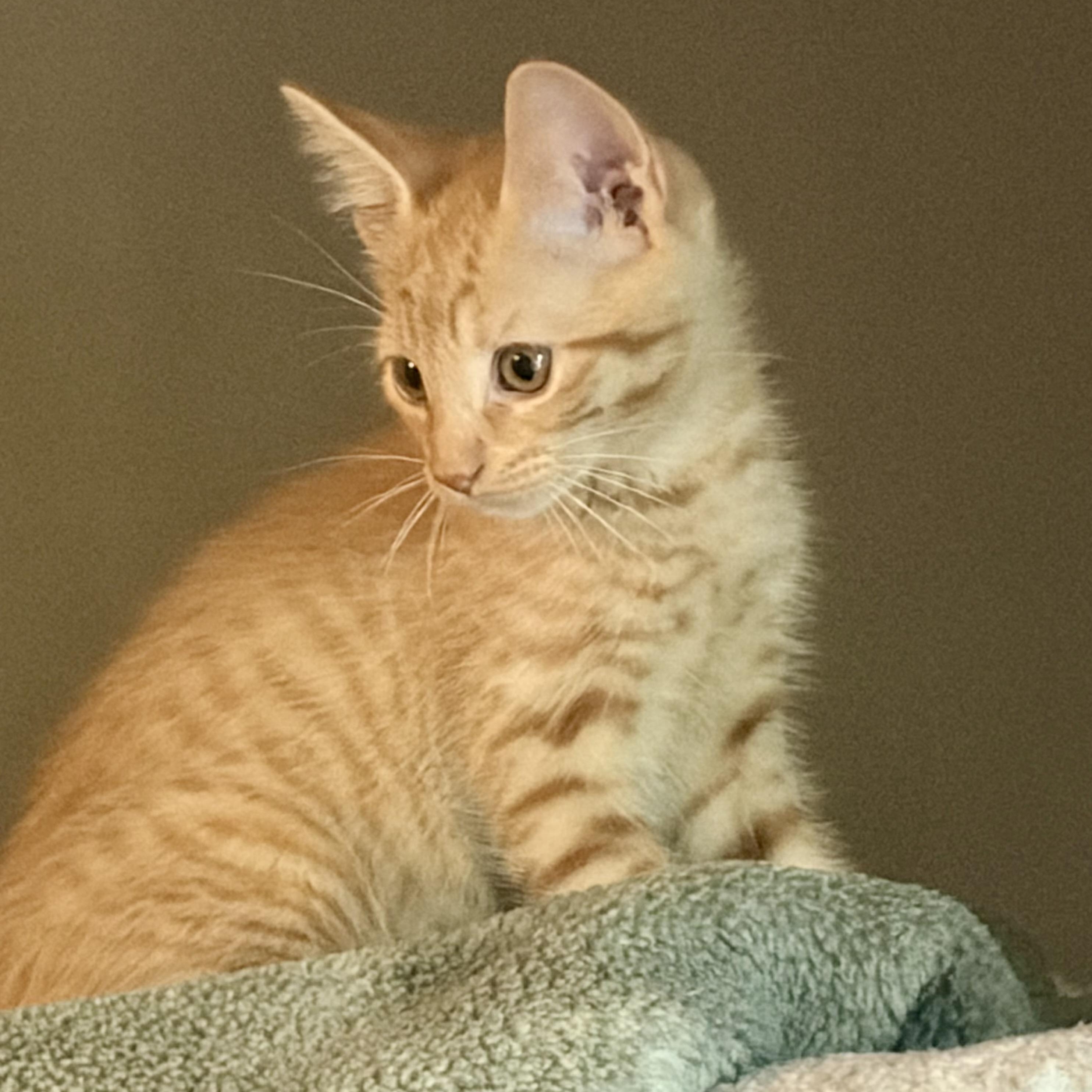 Rip, adopted, Kitten Male Domestic Short Hair & Tabby.