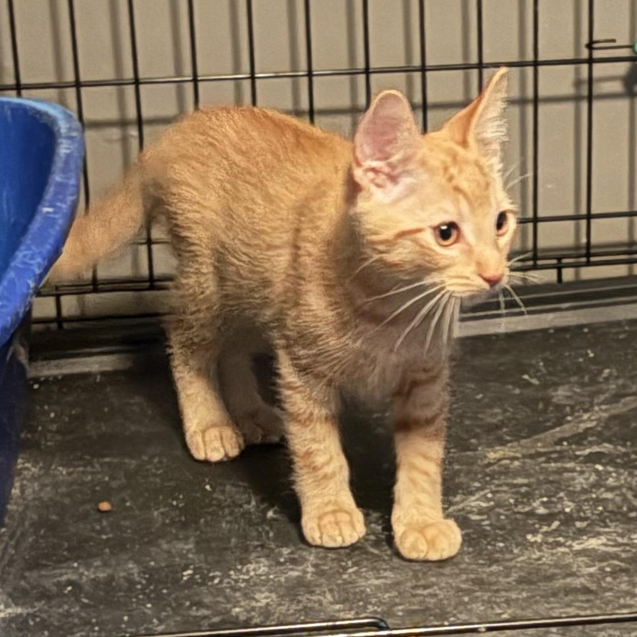 Enlarge Rip, an adopted mixed breed in East Amherst, NY image 4/5