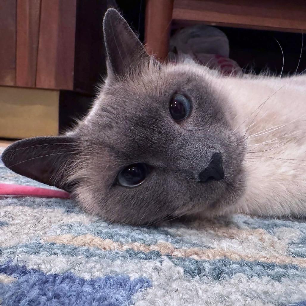 Sultan, a Adoptable Siamese in Agoura Hills, CA image 1/5