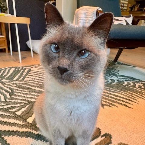 Sultan, a Adoptable Siamese in Agoura Hills, CA image 2/5