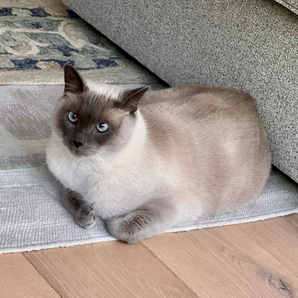 Sultan, a Adoptable Siamese in Agoura Hills, CA image 3/5