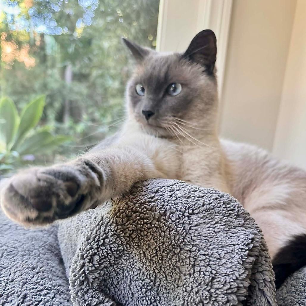 Sultan, a Adoptable Siamese in Agoura Hills, CA image 4/5