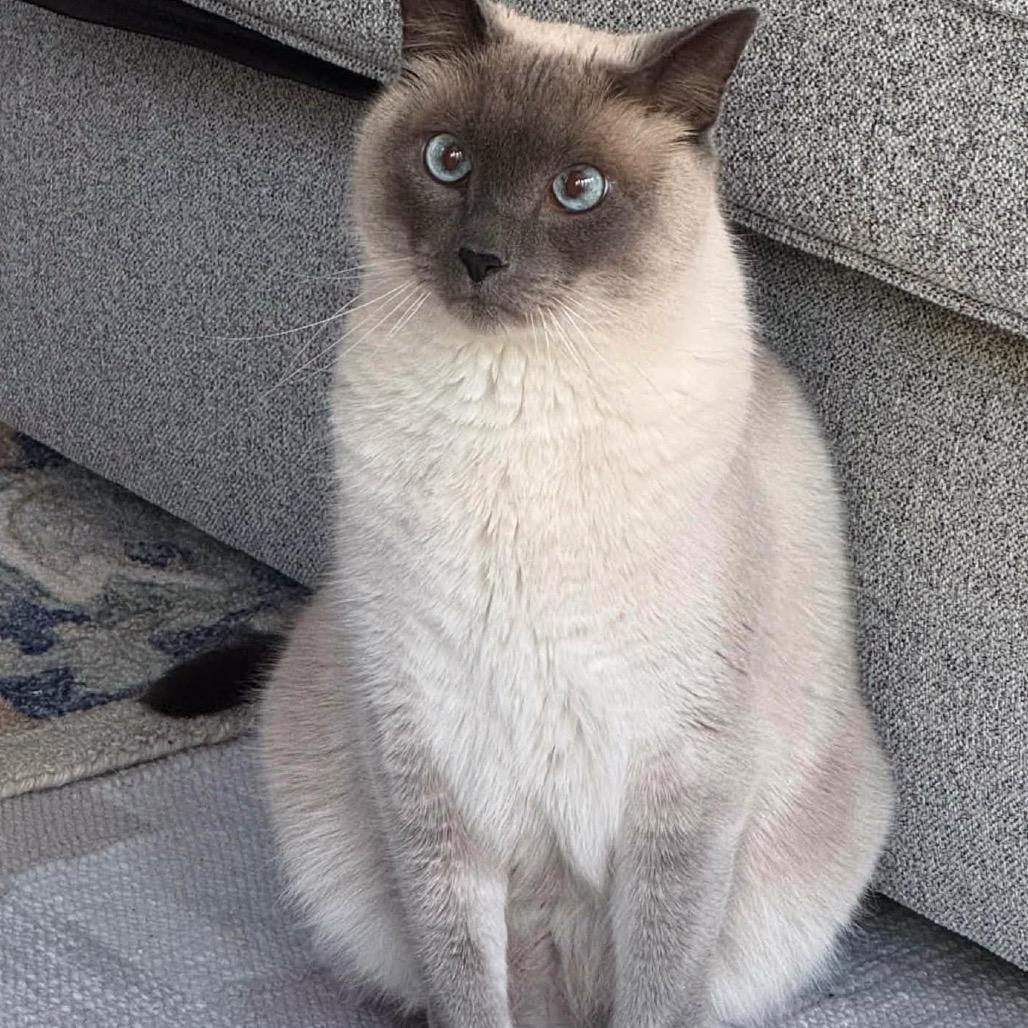 Sultan, a Adoptable Siamese in Agoura Hills, CA image 5/5