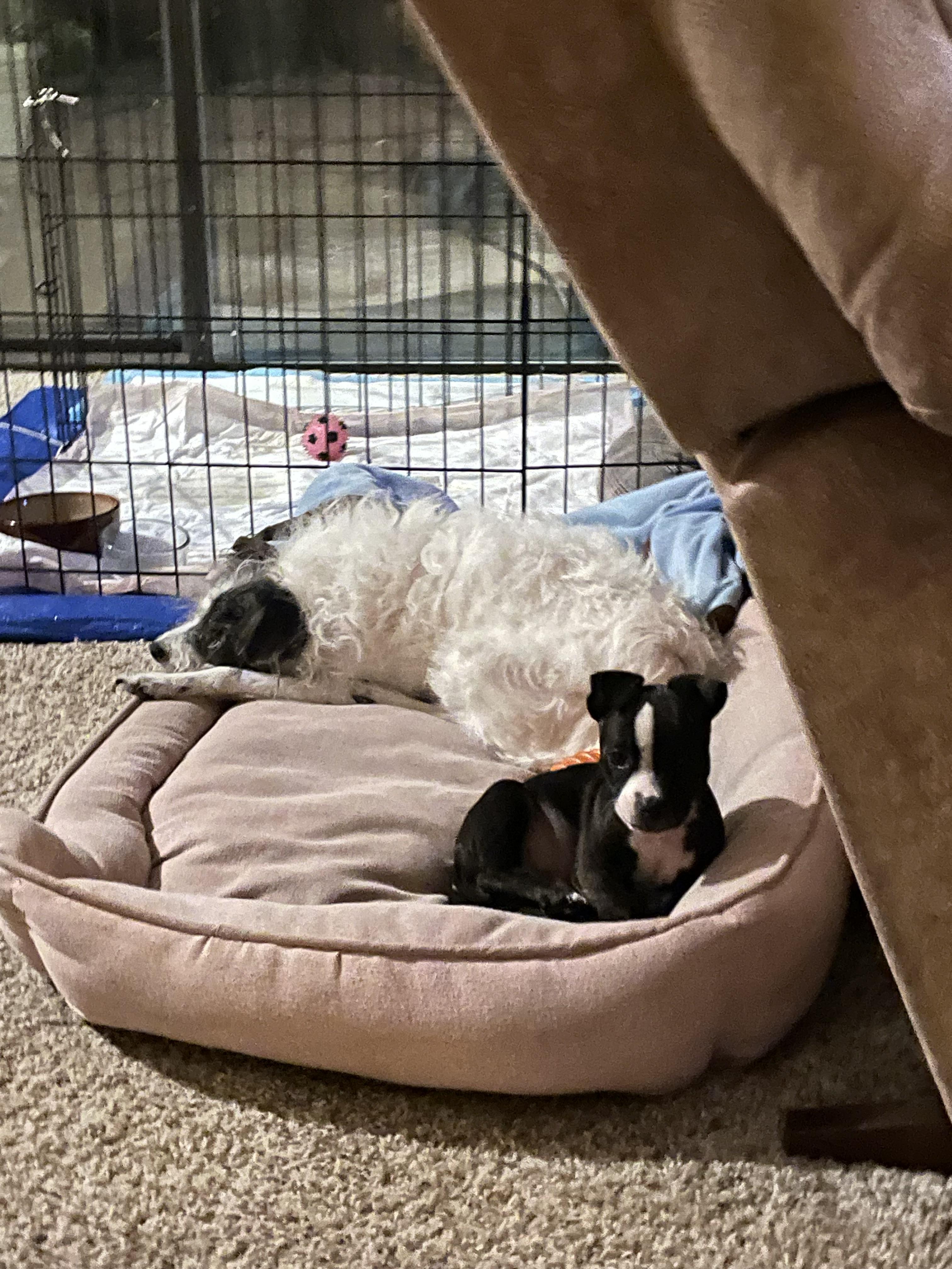 Vito, Adopted, Young Male American Staffordshire Terrier & Chihuahua.