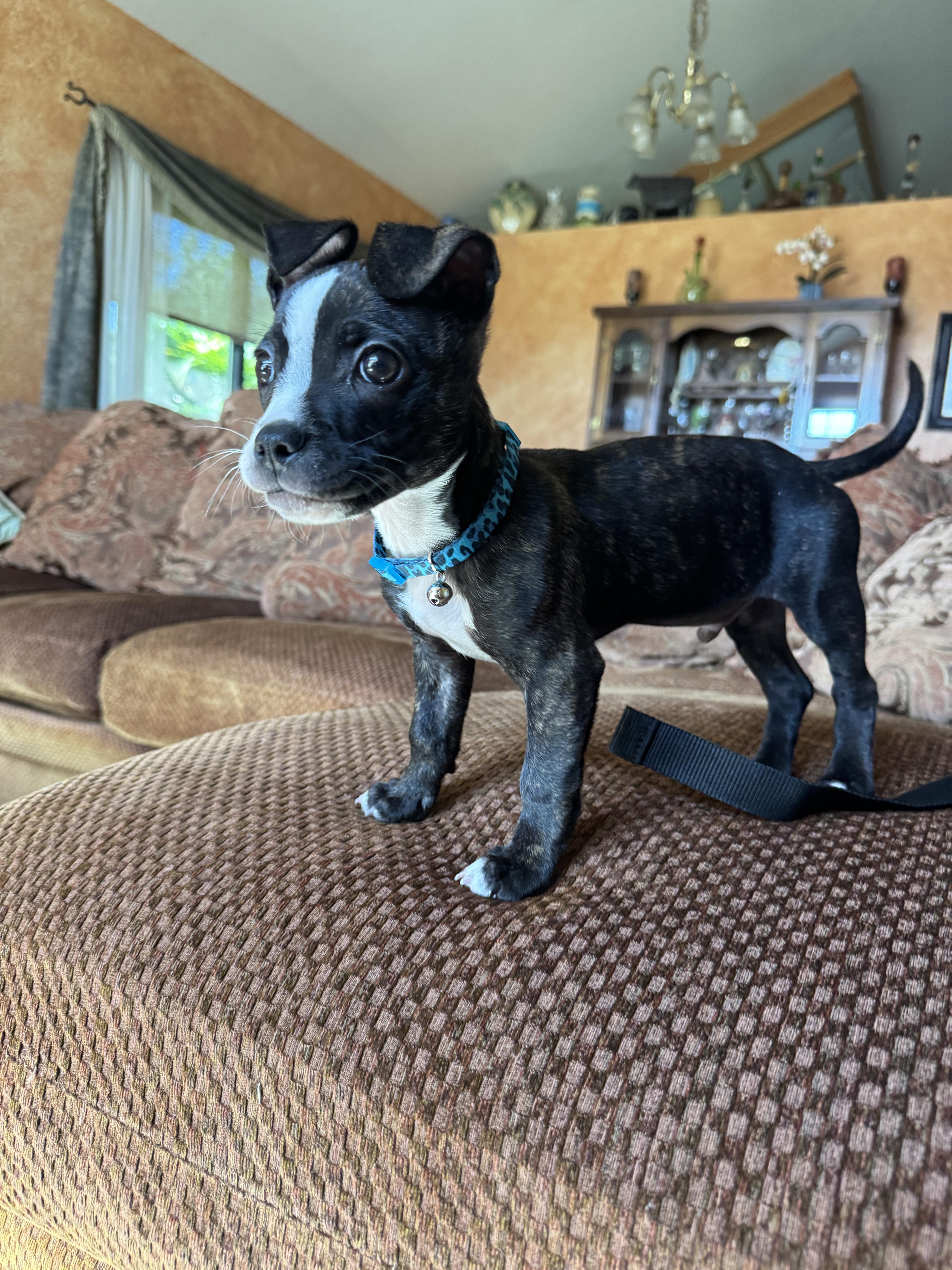 Vito, a Adopted mixed breed in Tracy, CA image 2/6