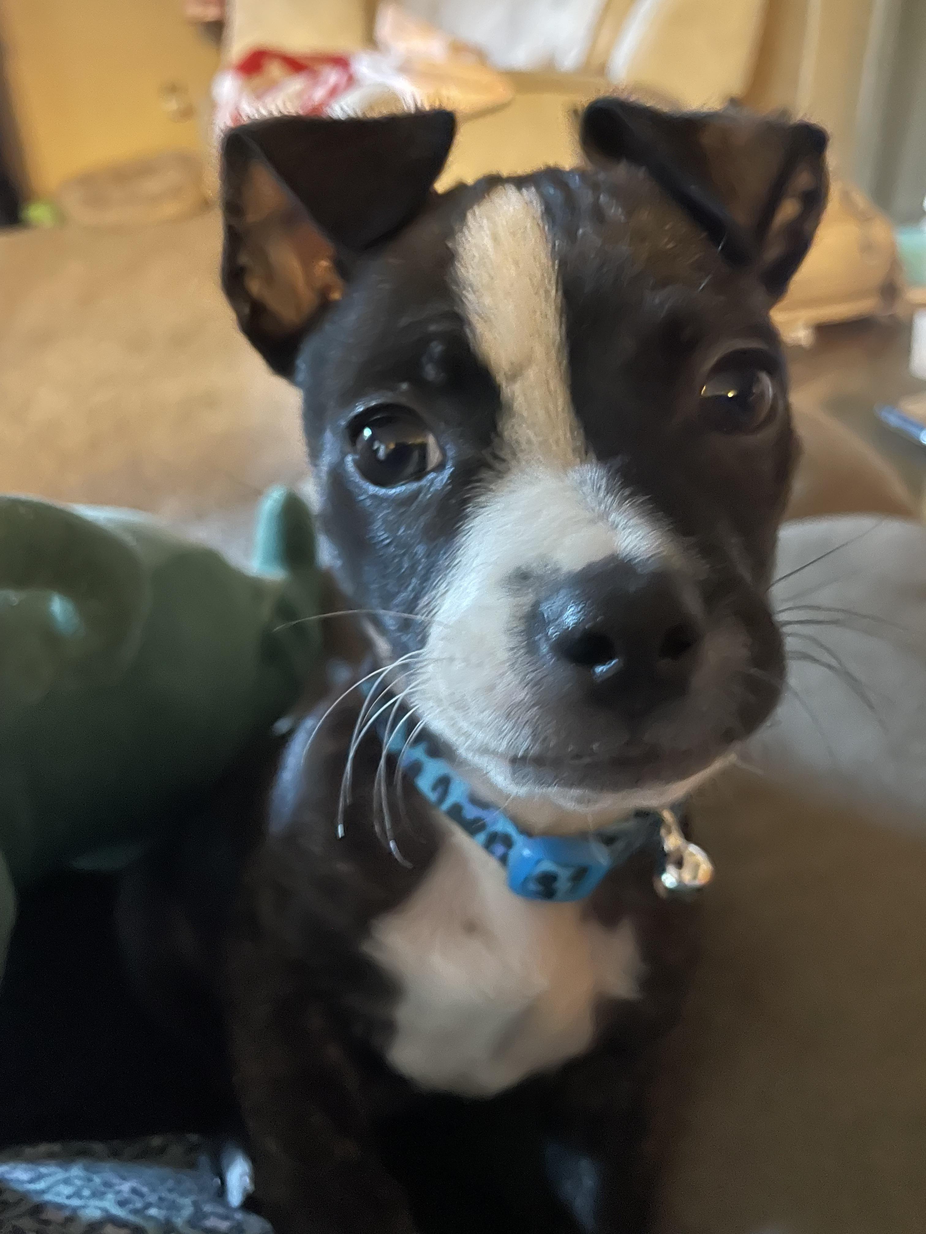 Vito, a Adopted mixed breed in Tracy, CA image 3/6