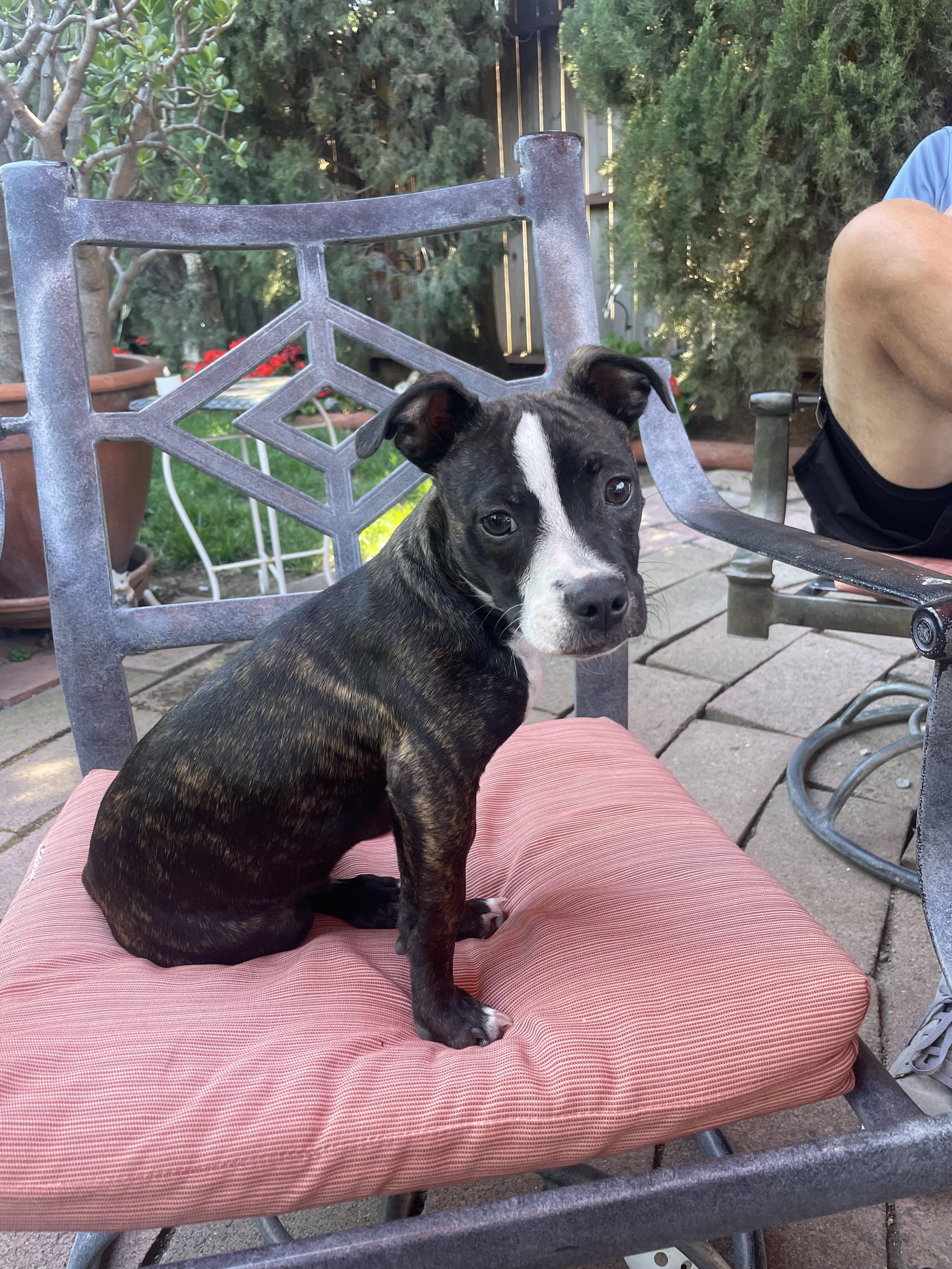 Vito, a Adopted mixed breed in Tracy, CA image 4/6
