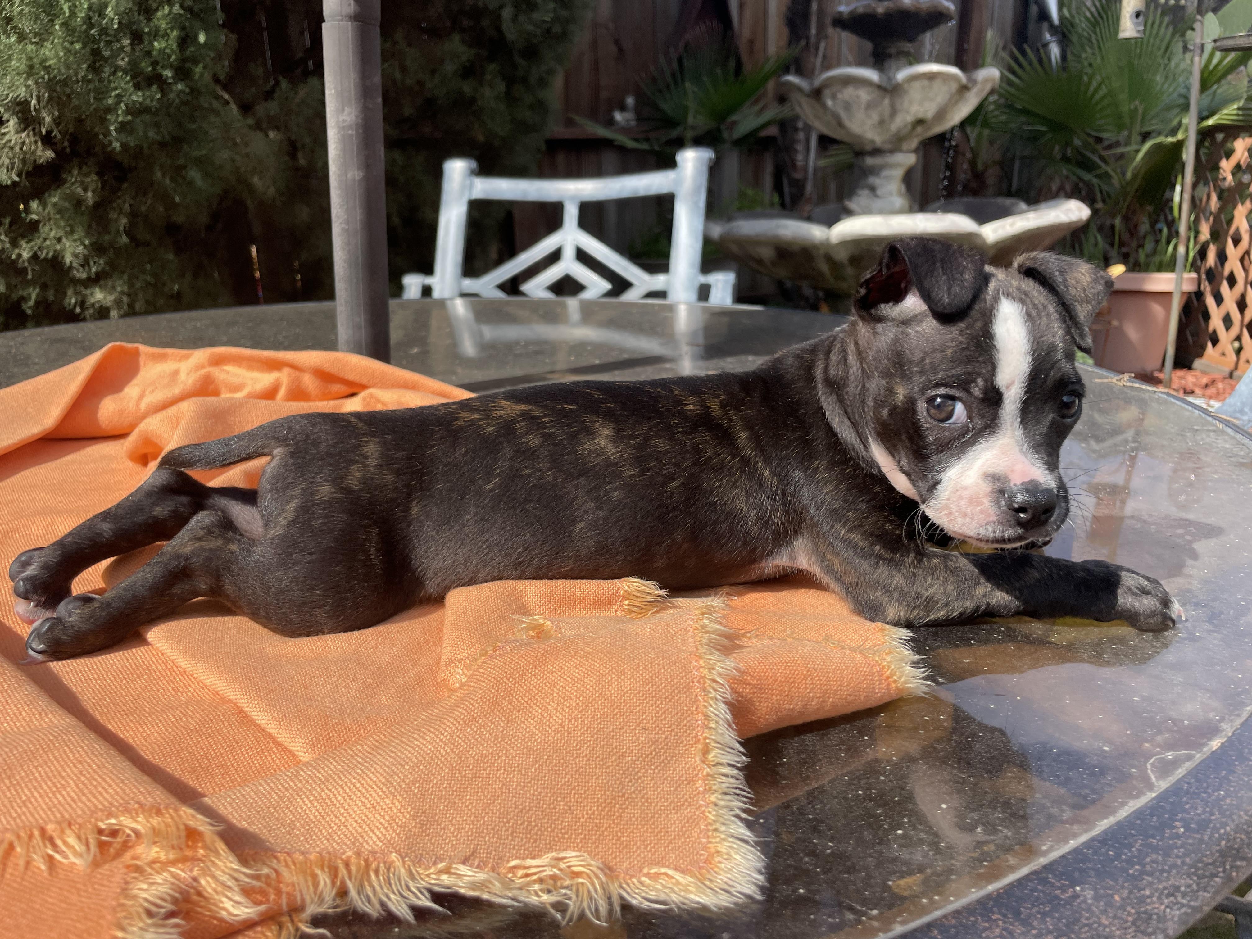 Vito, a Adopted mixed breed in Tracy, CA image 5/6