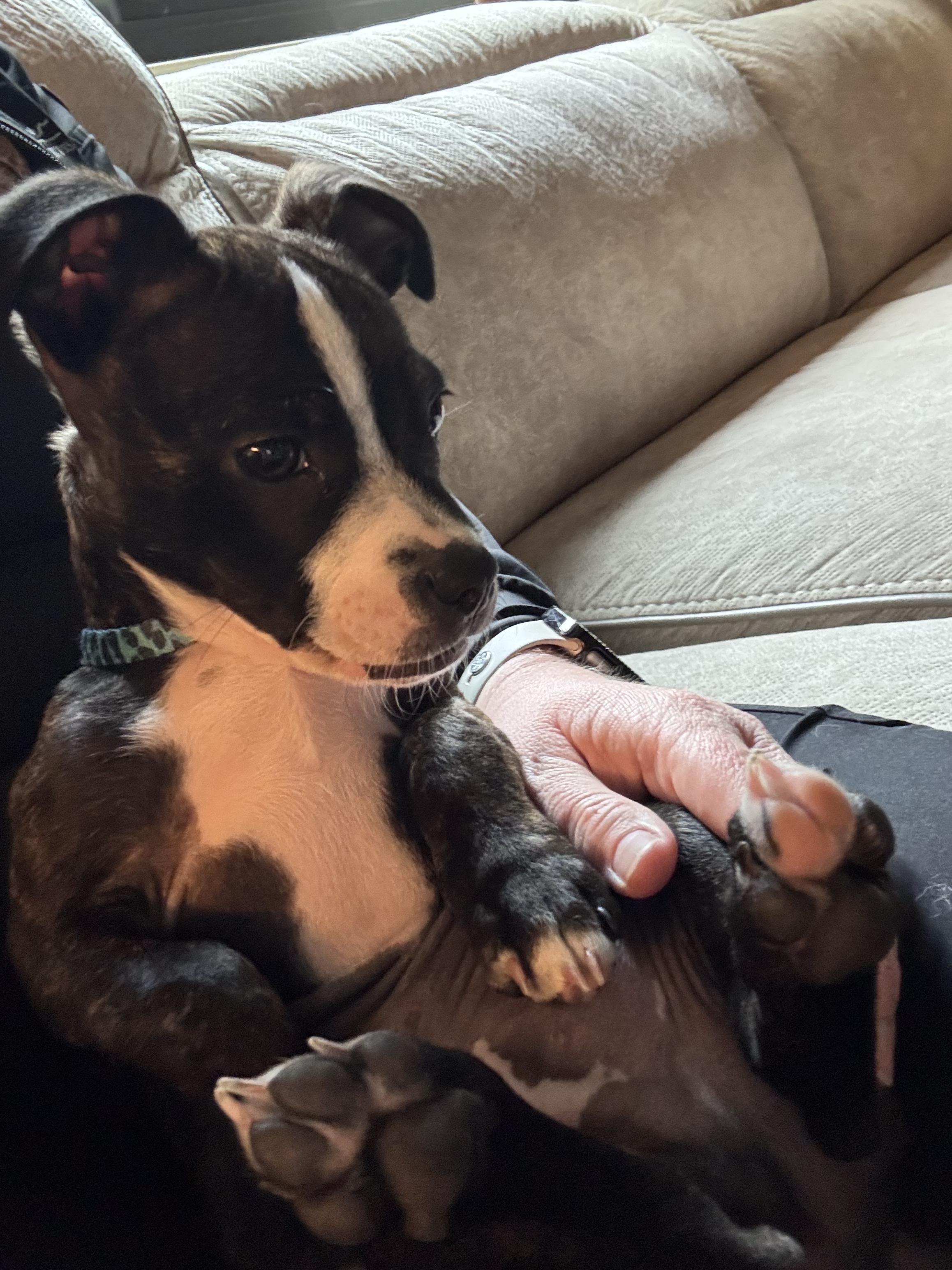 Vito, a Adopted mixed breed in Tracy, CA image 6/6