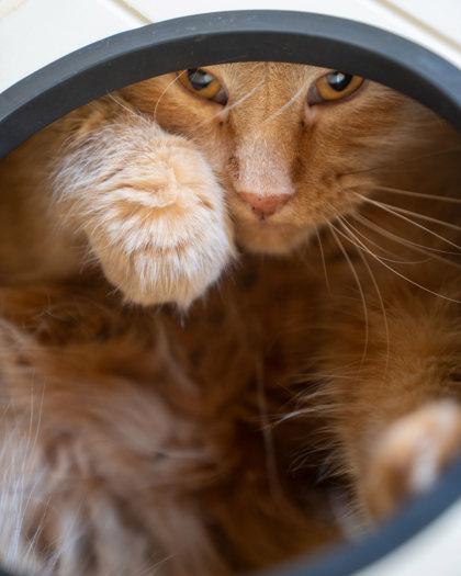 Topaz, Adoptable, Adult Male Domestic Medium Hair & Domestic Short Hair.