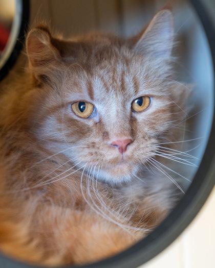 Enlarge Topaz, a Adoptable mixed breed in Pequot Lakes, MN image 2/3