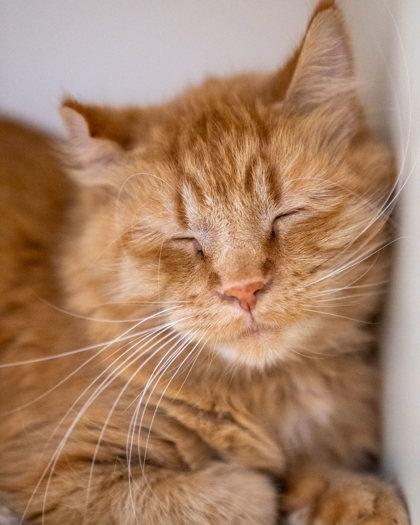 Enlarge Topaz, a Adoptable mixed breed in Pequot Lakes, MN image 3/3