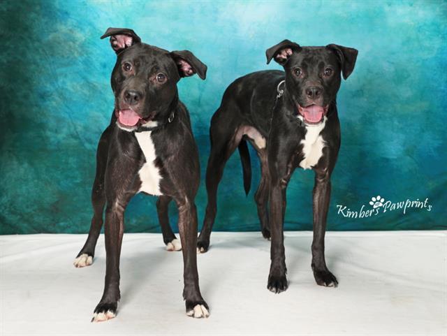 Enlarge STITCH, a Adoptable mixed breed in Omaha, NE image 1/1