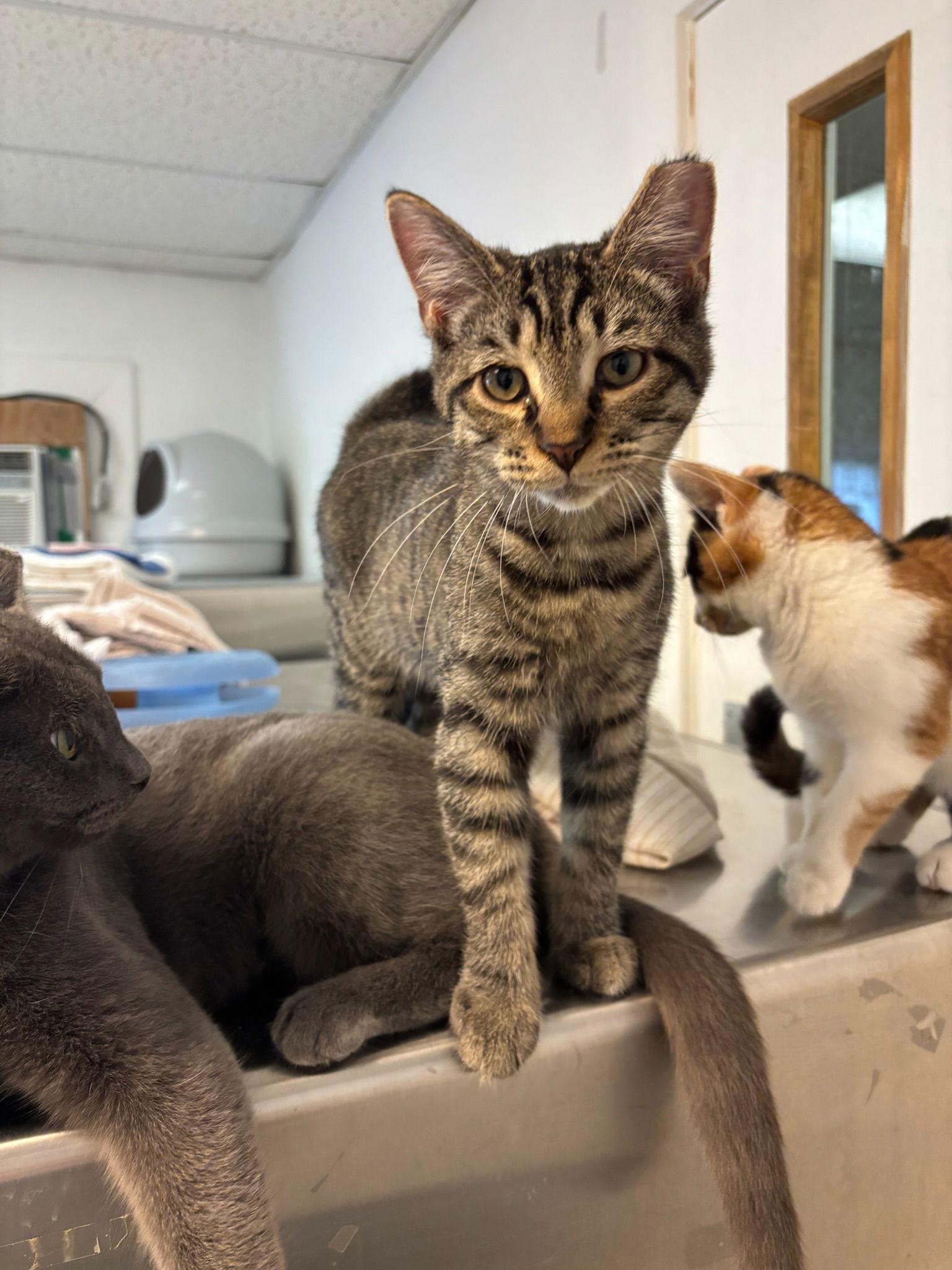 Charley Jr., a Adoptable Tabby in Hopewell, VA image 2/3