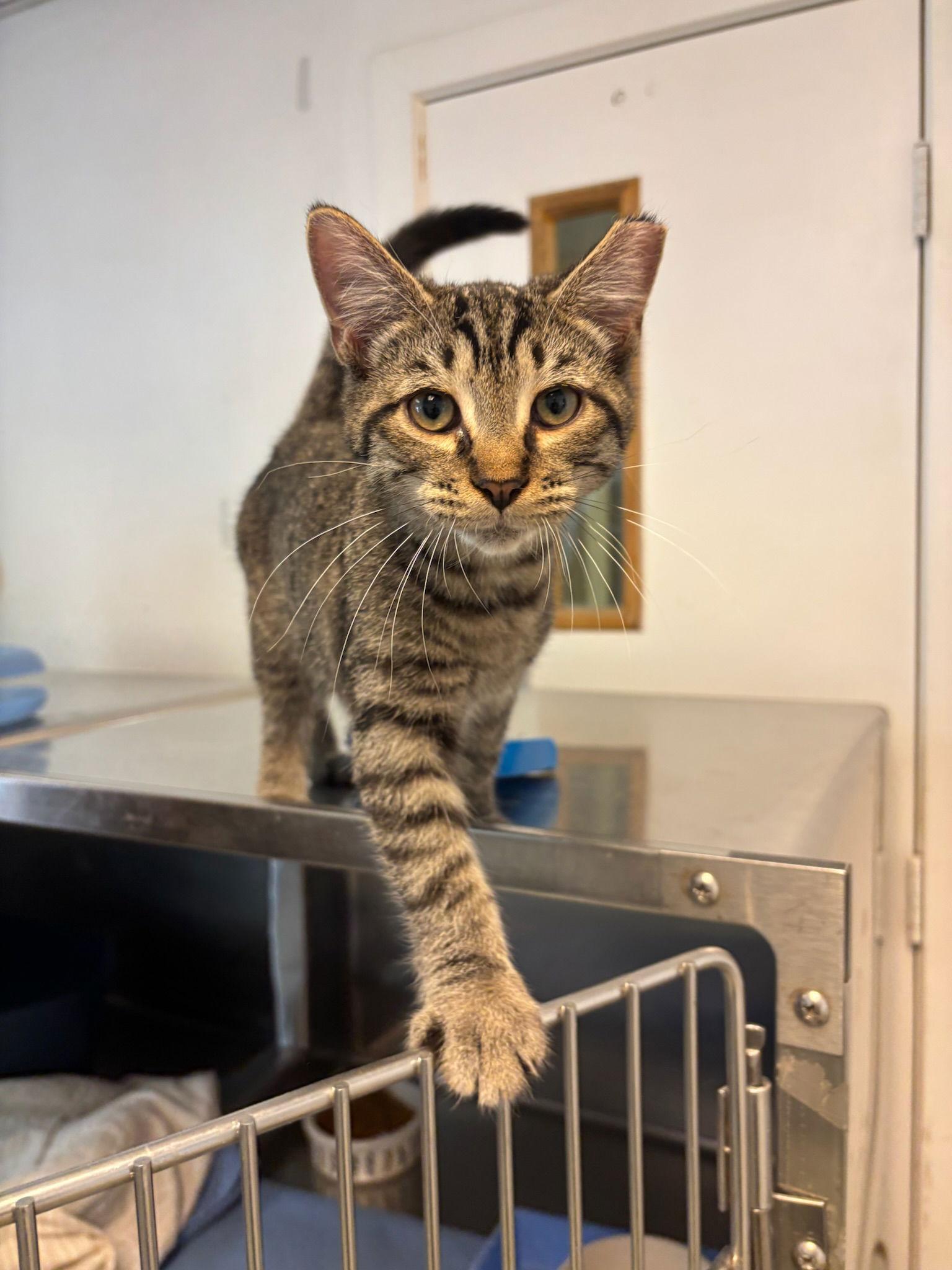 Charley Jr., a Adoptable Tabby in Hopewell, VA image 1/3
