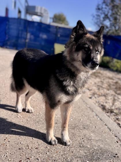 Sabriel, Adoptable, Adult Female Husky & Chow Chow.