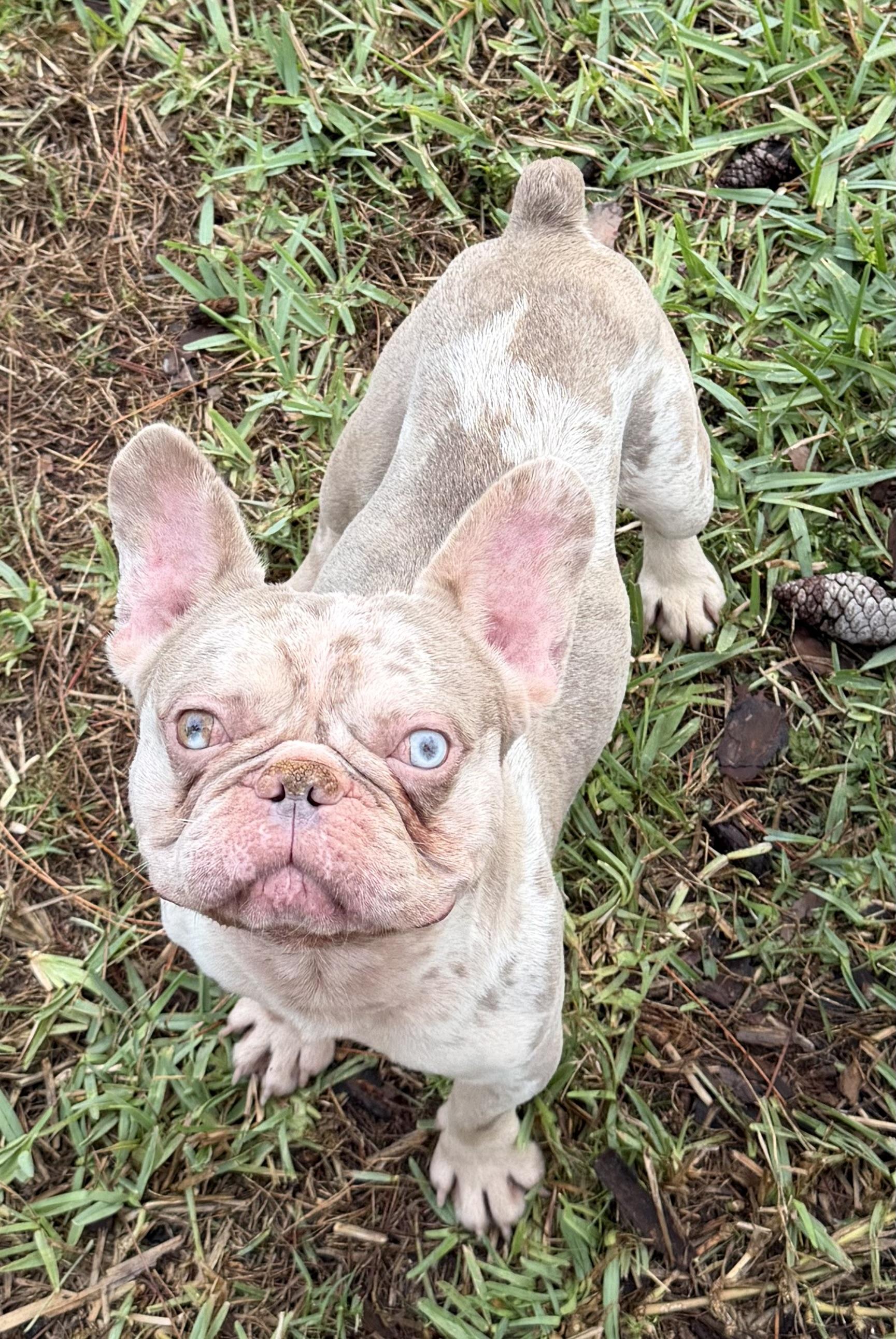 Enlarge Blue Eyes, a ADOPTABLE French Bulldog in Naples, FL image 1/1