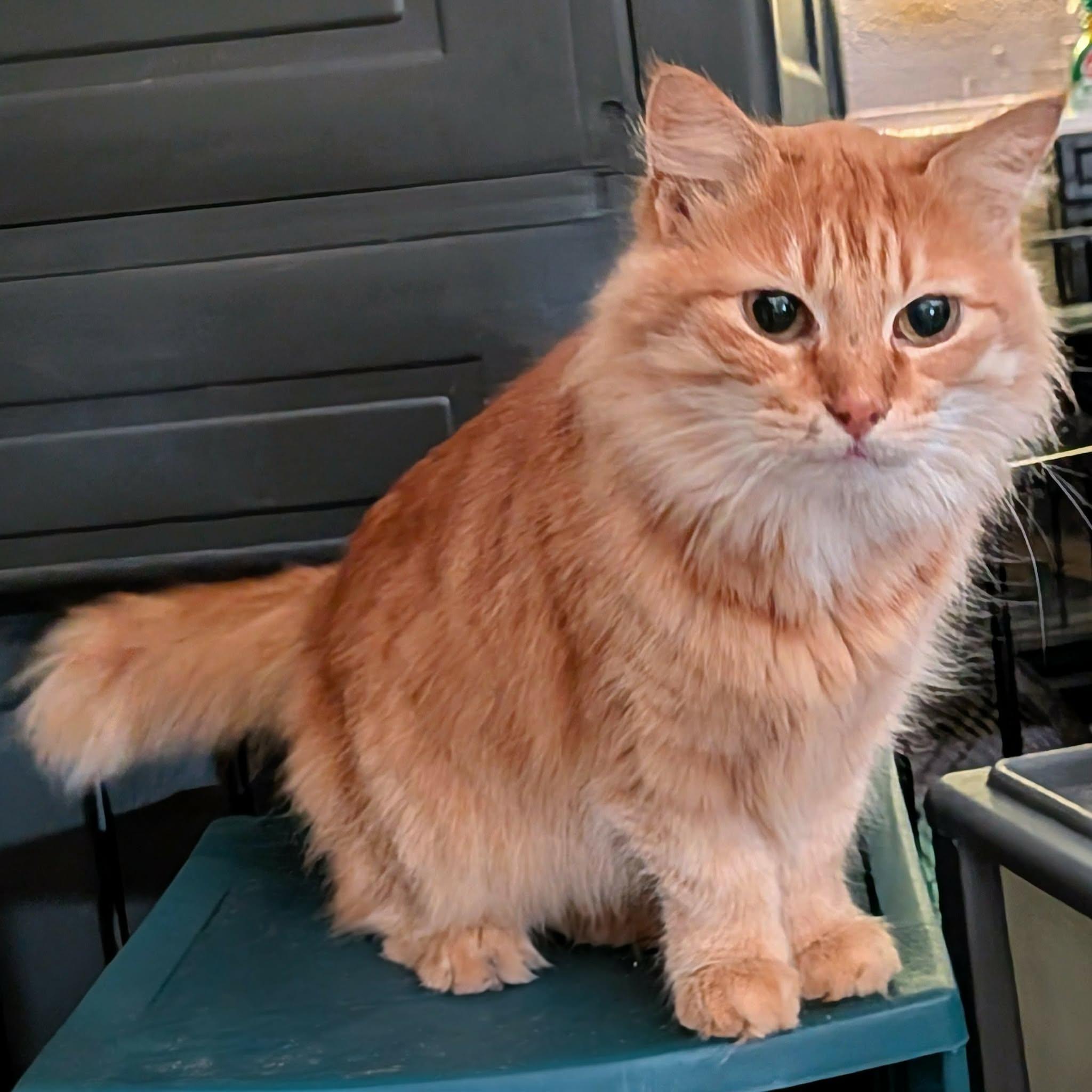 JESSIE, ADOPTABLE, Adult Female Tabby.