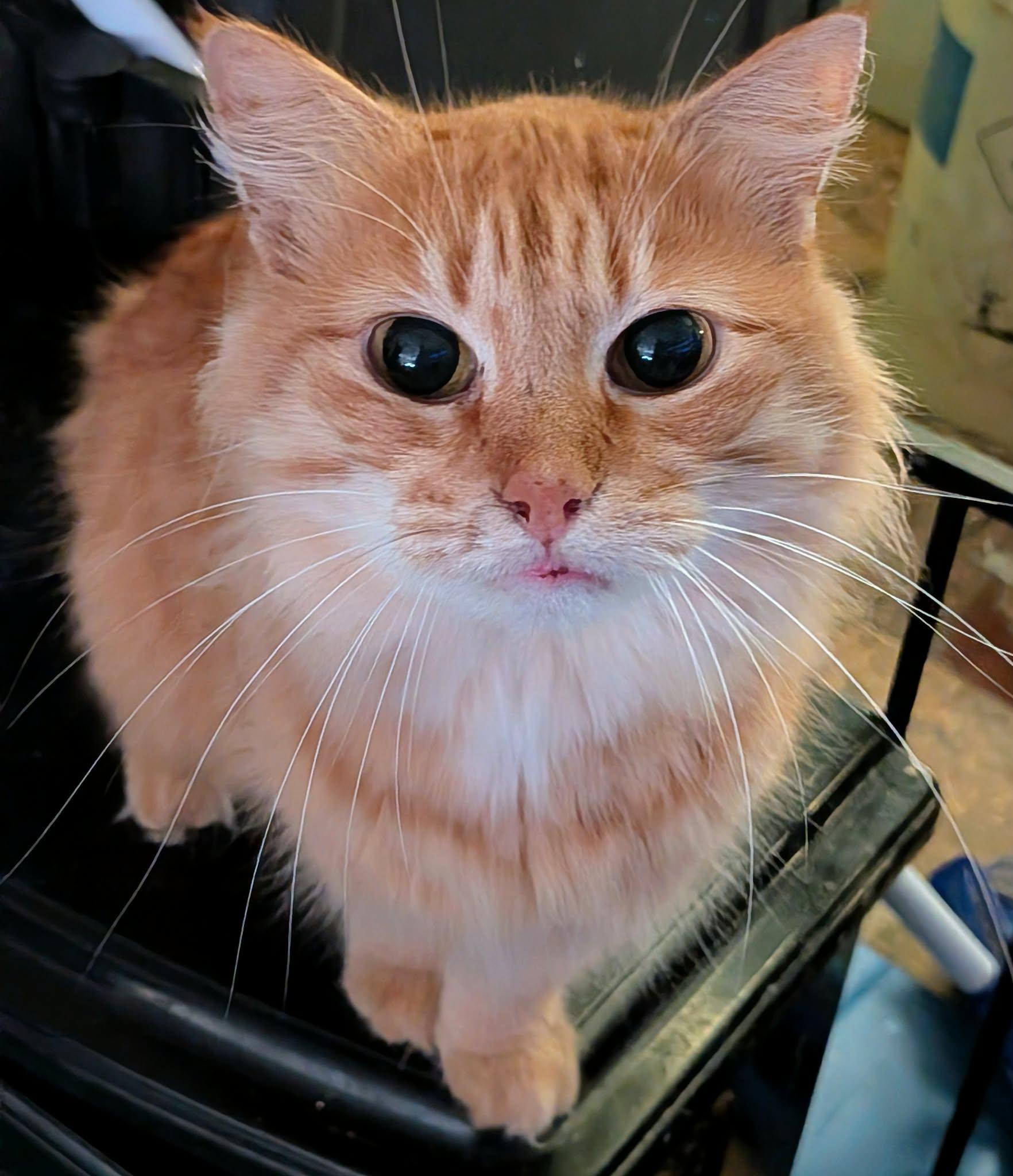 Enlarge JESSIE, a ADOPTABLE mixed breed in ROWLETT, TX image 2/6