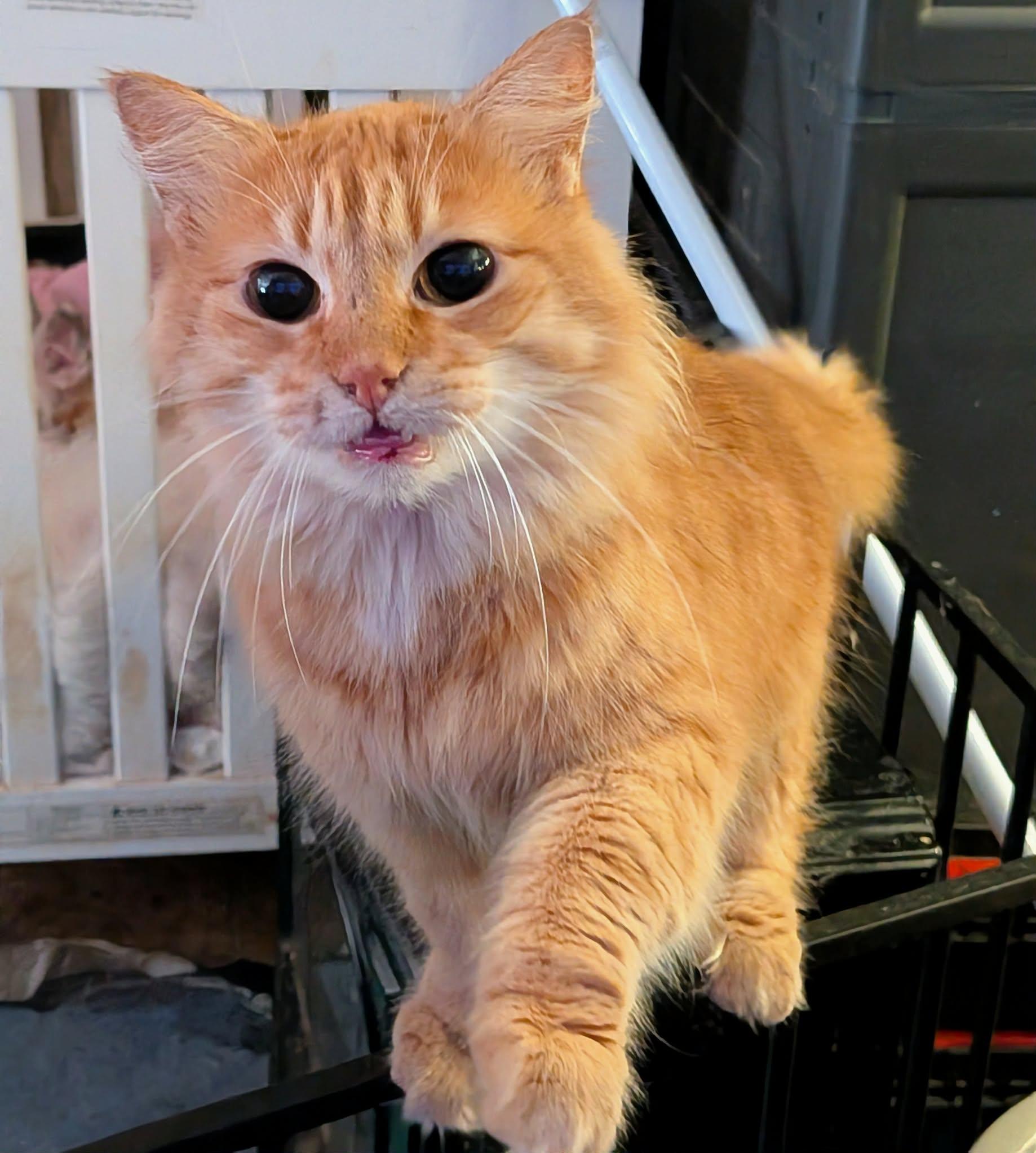 JESSIE, adopted, Adult Female Tabby.