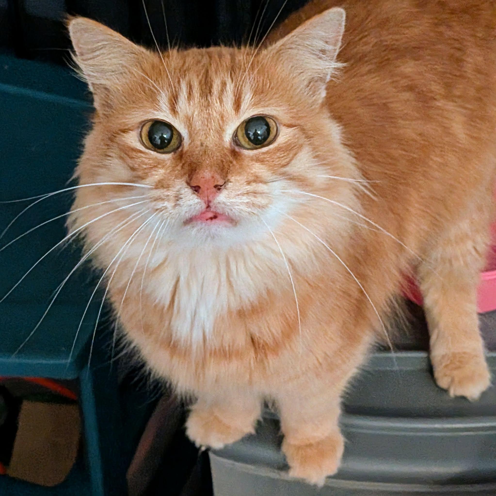 Enlarge JESSIE, a ADOPTABLE mixed breed in ROWLETT, TX image 4/6