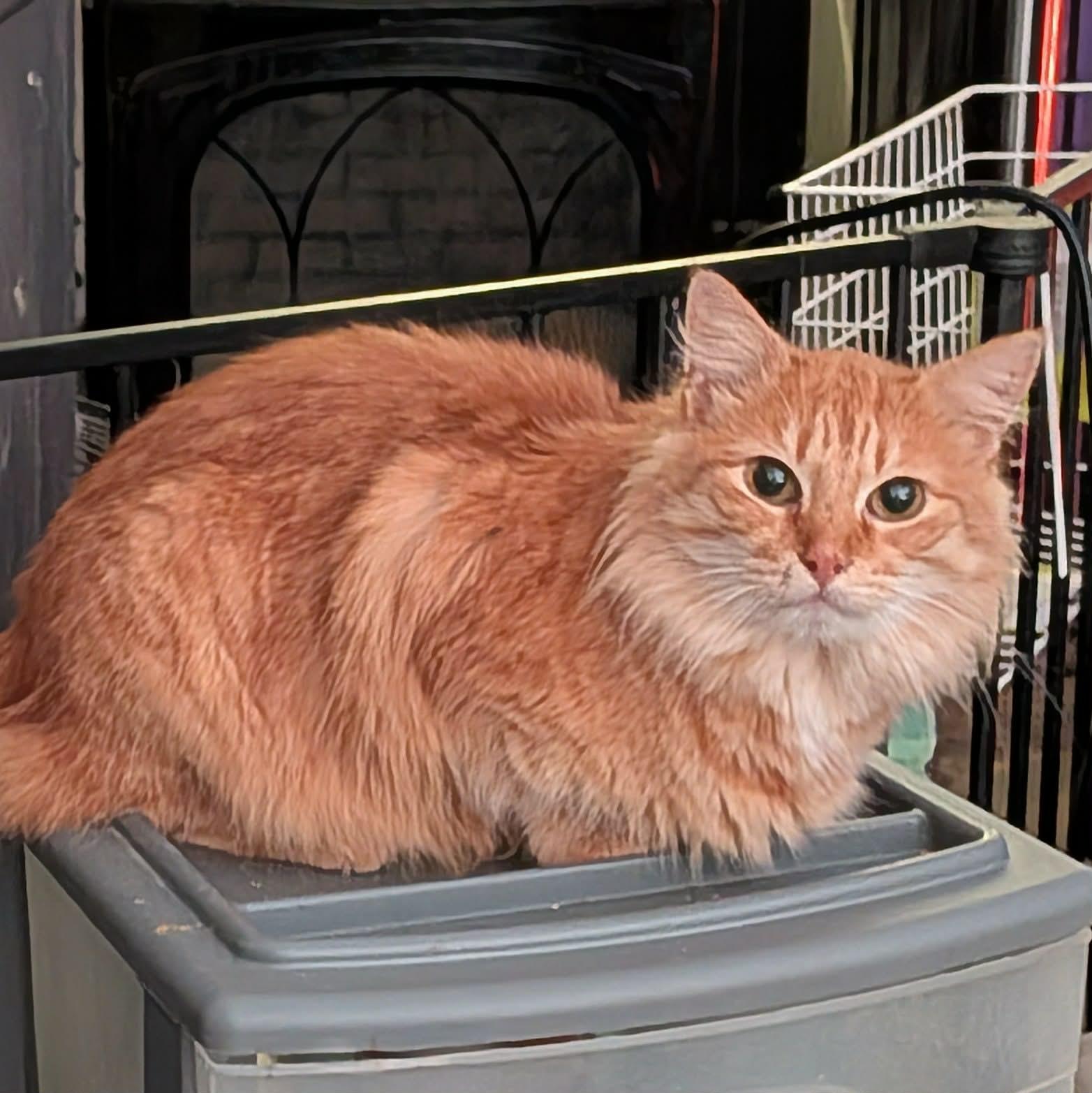 Enlarge JESSIE, a ADOPTABLE mixed breed in ROWLETT, TX image 5/6