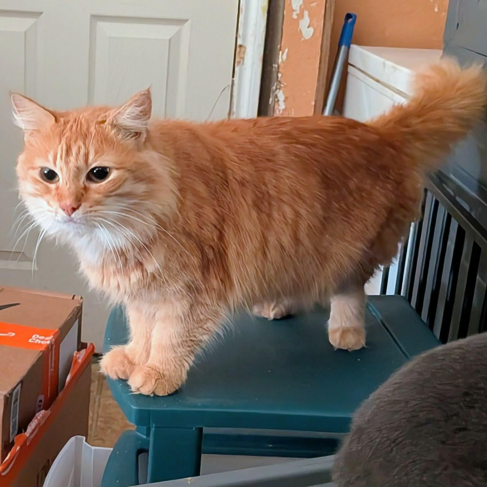 Enlarge JESSIE, a ADOPTABLE mixed breed in ROWLETT, TX image 6/6