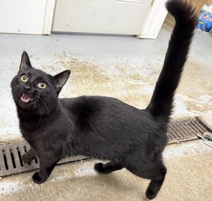 Enlarge Capricorn, a ADOPTABLE Domestic Short Hair in Meadow Lake, SK image 2/2