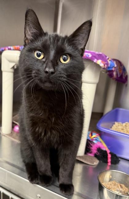 Enlarge Capricorn, a ADOPTABLE Domestic Short Hair in Meadow Lake, SK image 1/2