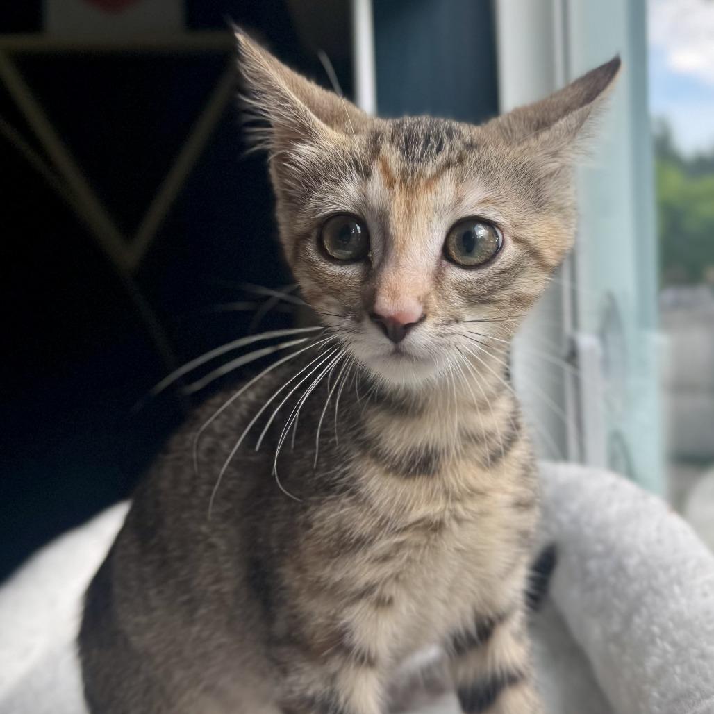 Enlarge Sorbet, a Adoptable Domestic Short Hair in Parkland, FL image 4/4