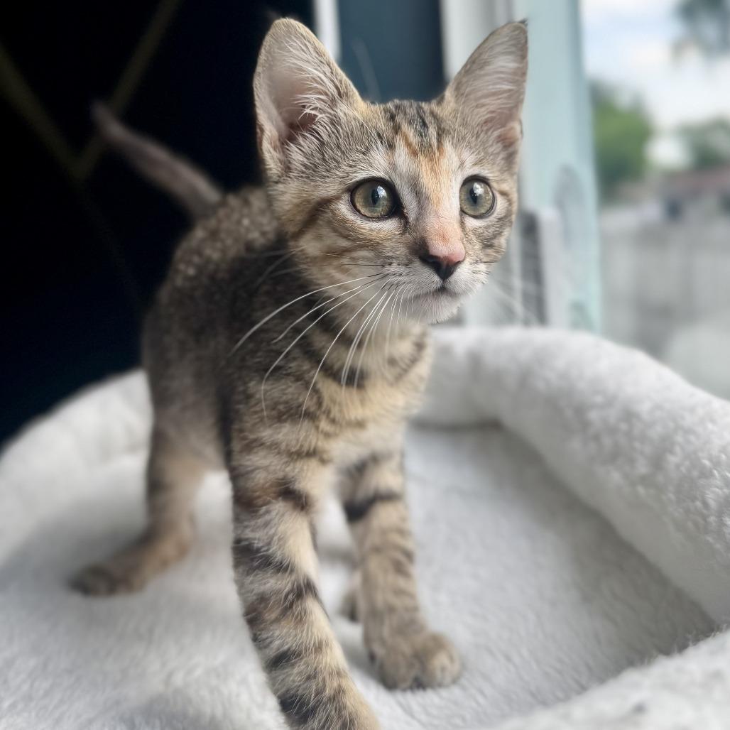 Enlarge Sorbet, a Adoptable Domestic Short Hair in Parkland, FL image 2/4