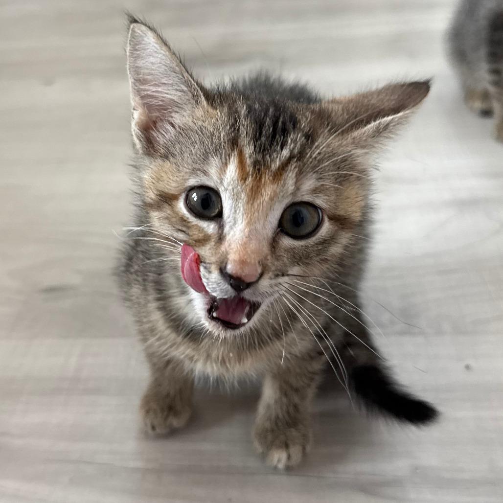 Enlarge Sorbet, a Adoptable Domestic Short Hair in Parkland, FL image 3/4