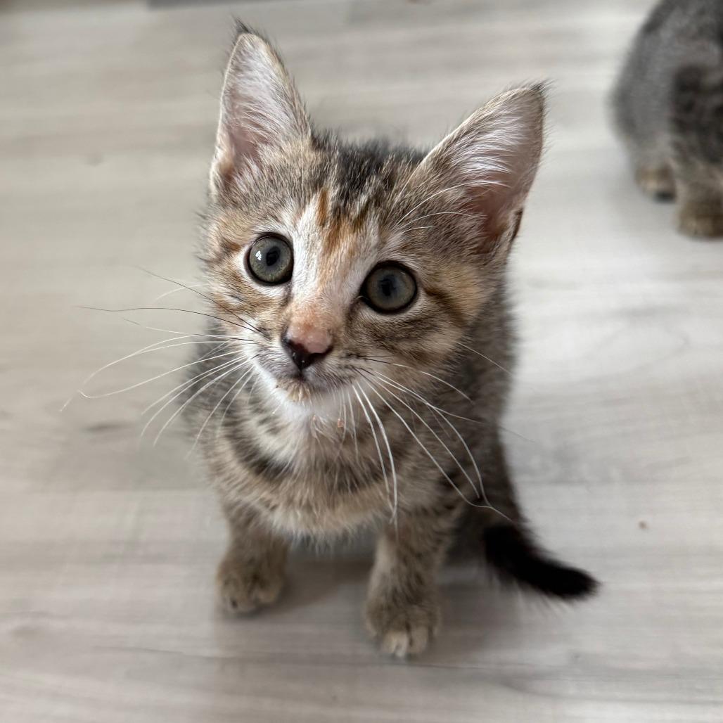 Sorbet, Adoptable, Young Female Domestic Short Hair.