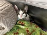 Sweetie Pie, ADOPTABLE, Adult Female Domestic Short Hair.