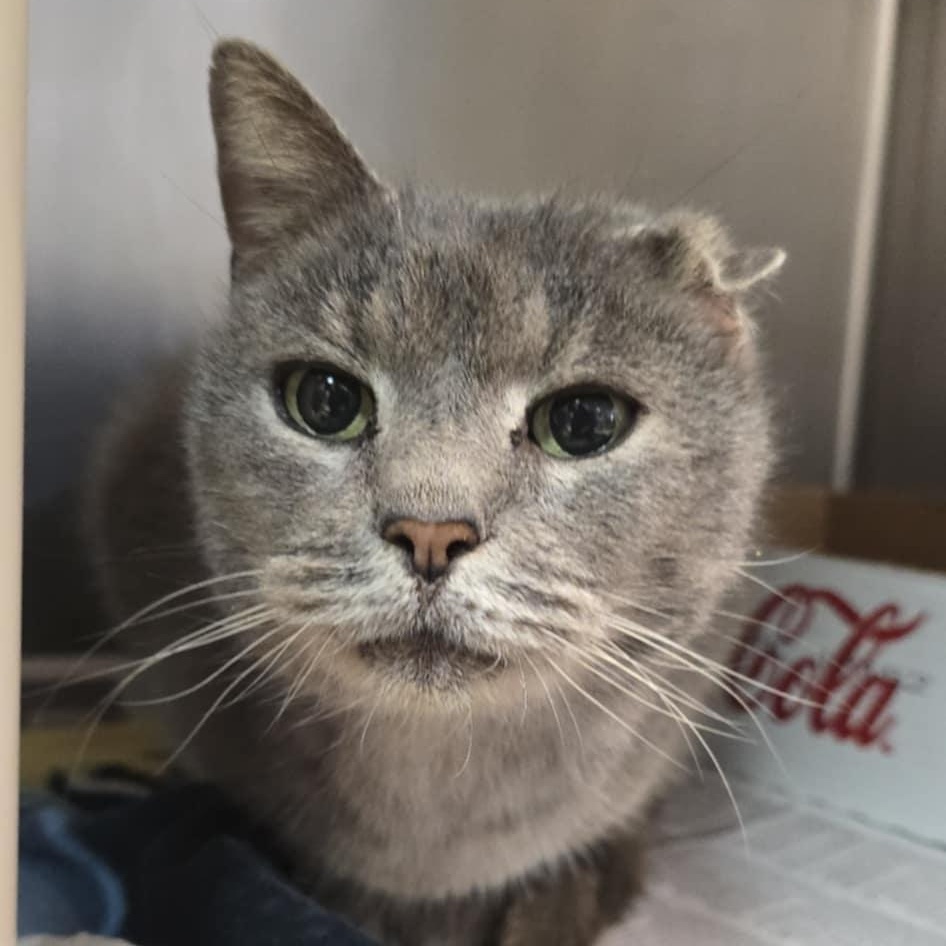 Uno, adoptable, Adult Male Domestic Short Hair.