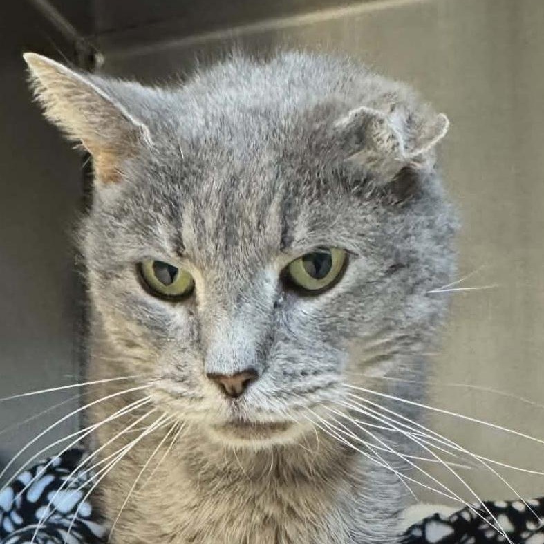 Enlarge Uno, an adopted Domestic Short Hair in Orange, VA image 1/5