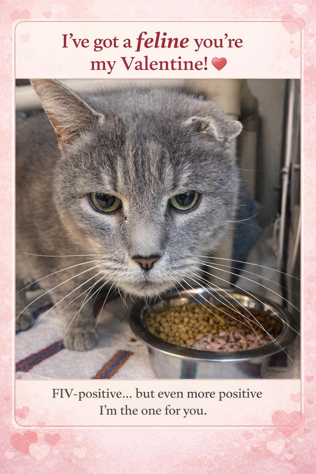 Enlarge Uno, an adoptable Domestic Short Hair in Orange, VA image 1/4