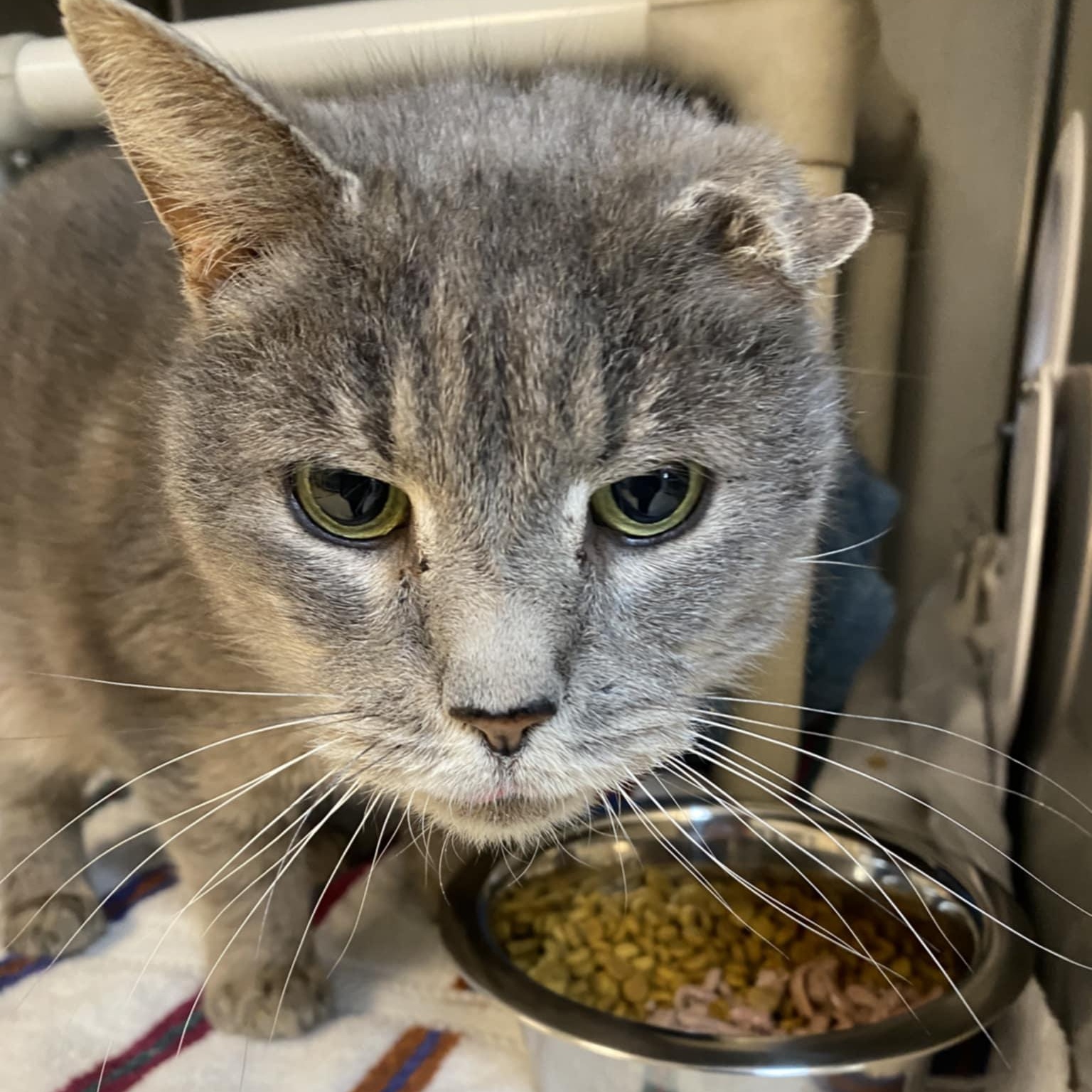 Enlarge Uno, an adoptable Domestic Short Hair in Orange, VA image 2/4