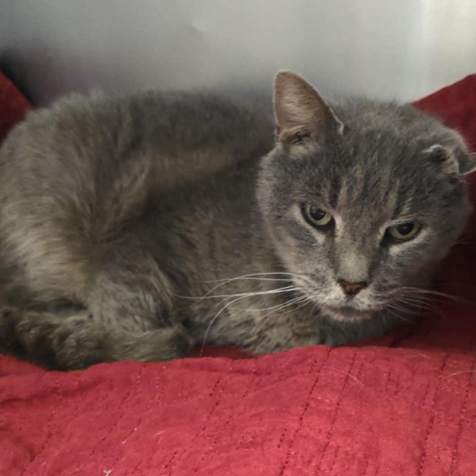 Enlarge Uno, an adoptable Domestic Short Hair in Orange, VA image 2/2