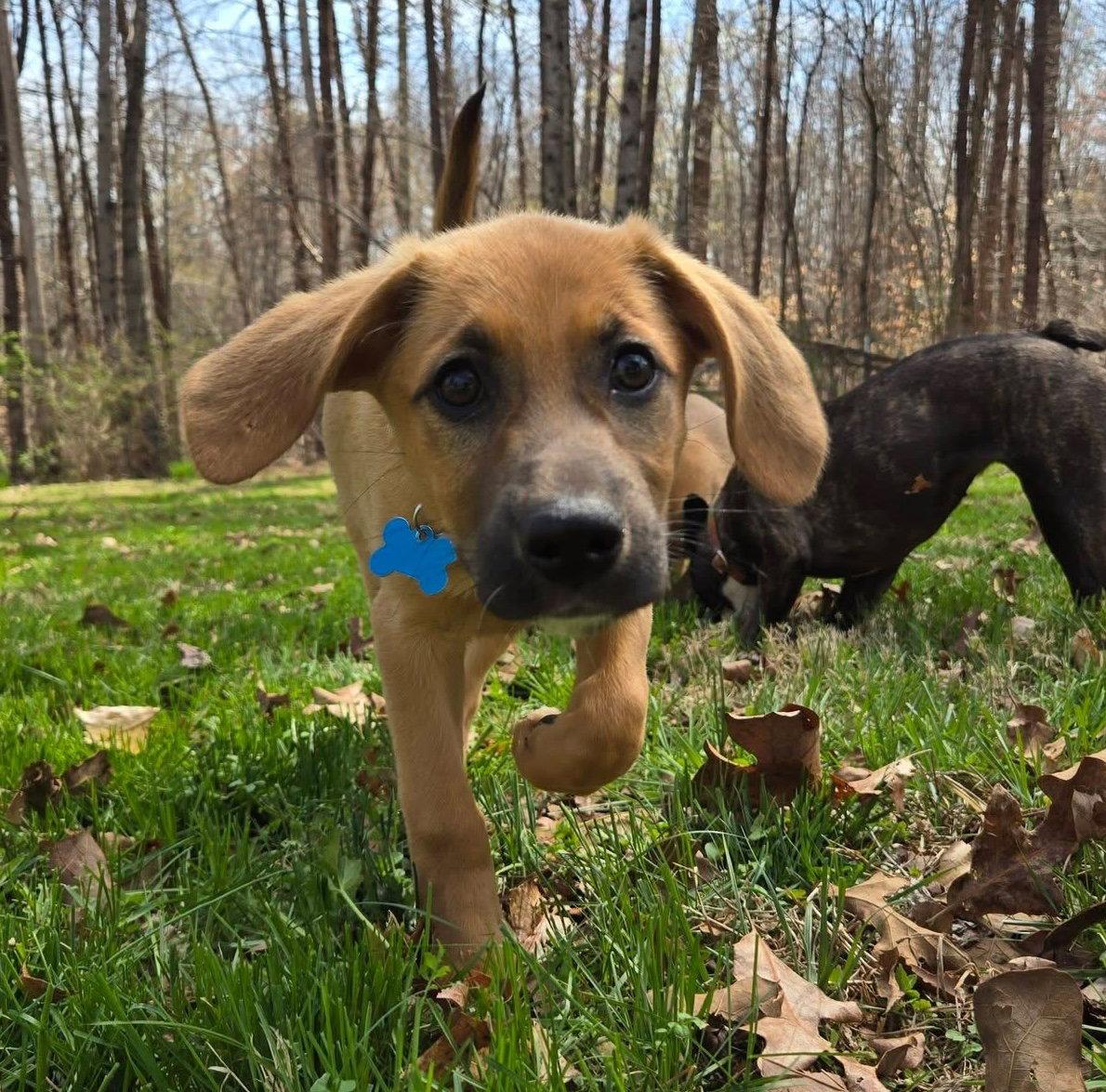 Enlarge Hera, a Adoptable mixed breed in Richmond, VA image 1/3